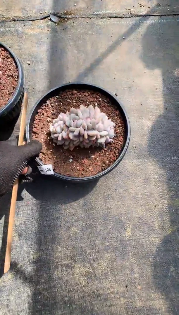 【闪购商品】108梦露缀一物一拍