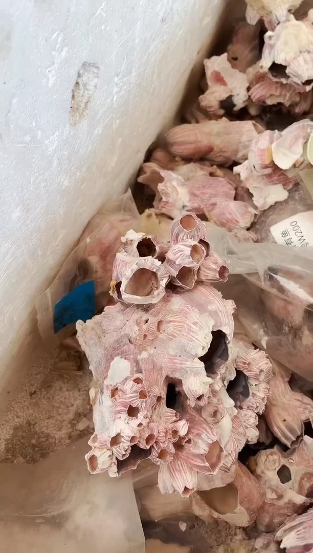 藤壶攀爬大小造型随机