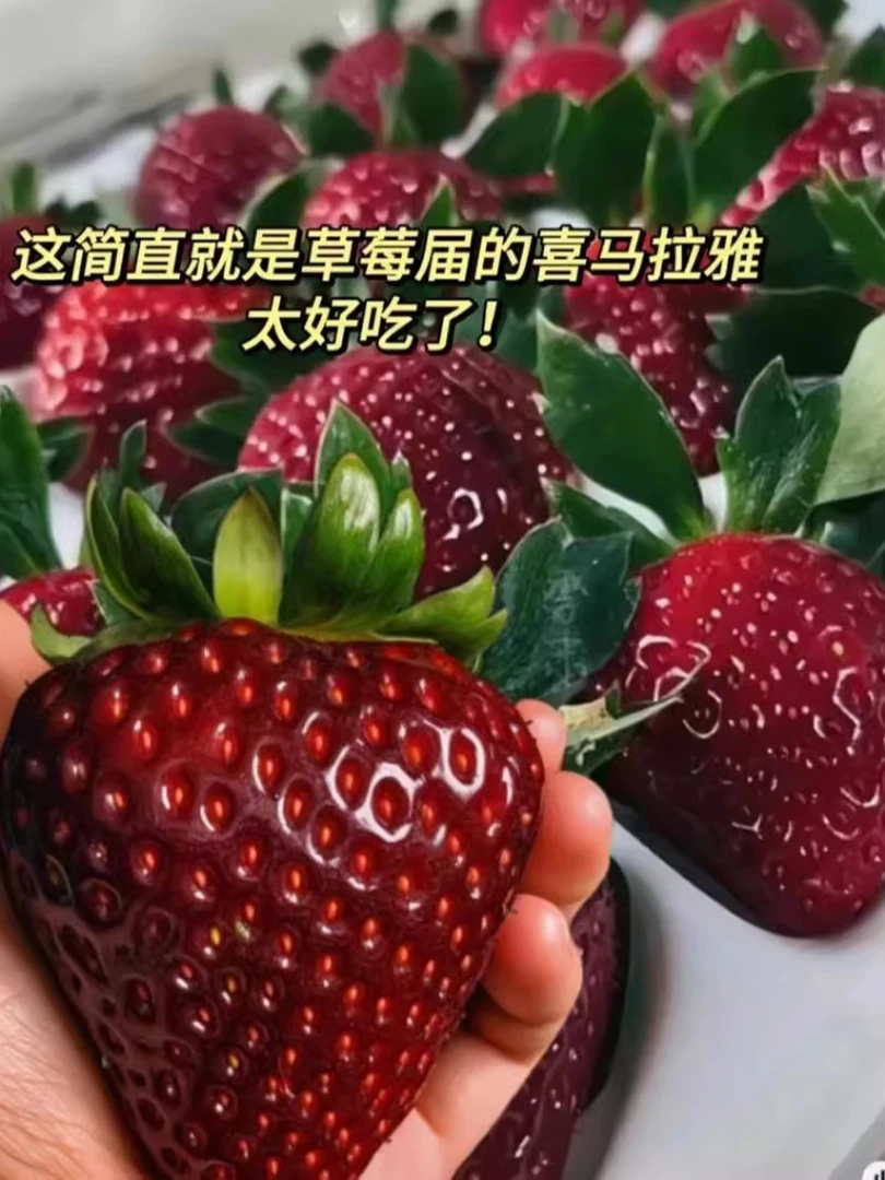 【匠心直播大盆栽】草莓苗真红美玲草莓苗盆栽四季种植草莓秧苗子