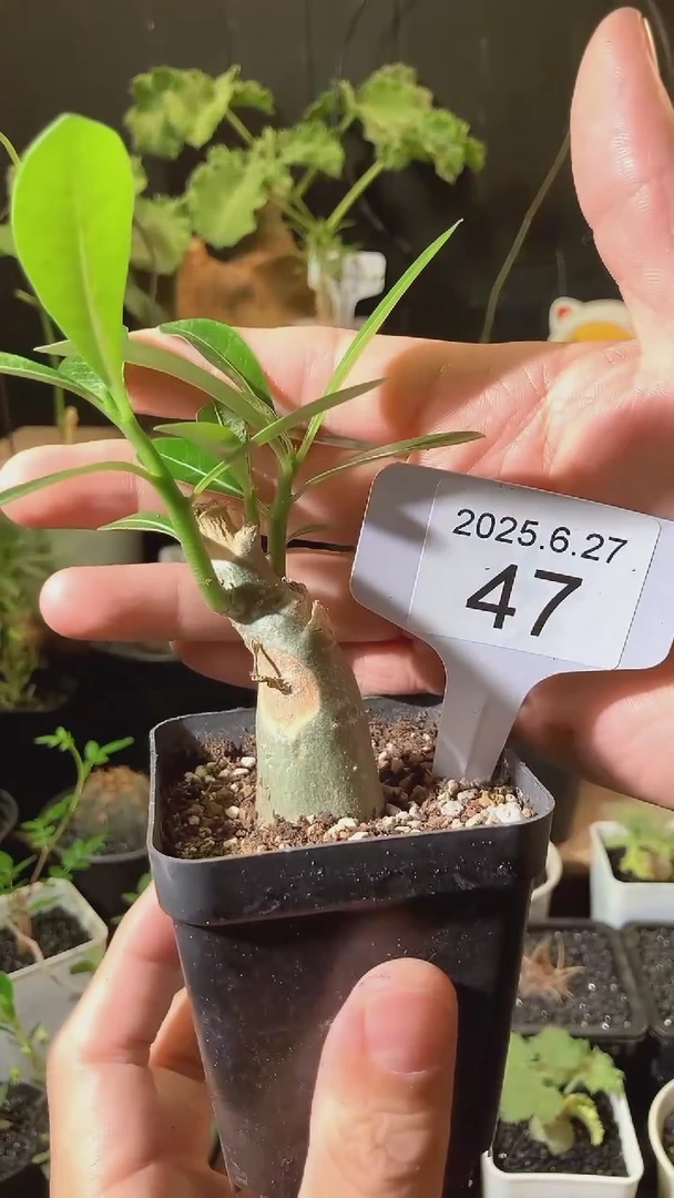 47号627福利始祖沙枚