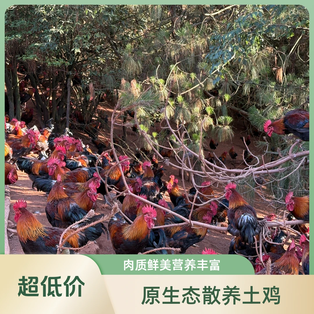 云南跑山鸡 净重5斤装起 原生态散养土鸡 生态鸡 顺丰冷链急冻发货