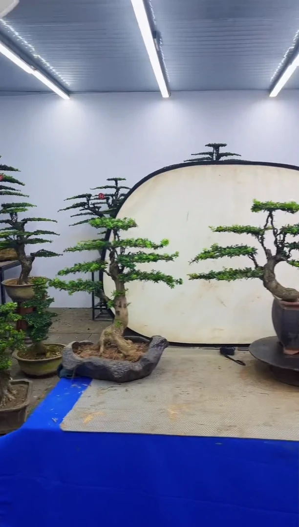 无花朵雄*?一物一拍，所见即所得