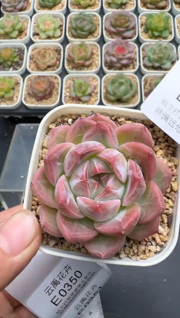 349E云禹多肉植物 带盆土纸巾打包 3颗包邮