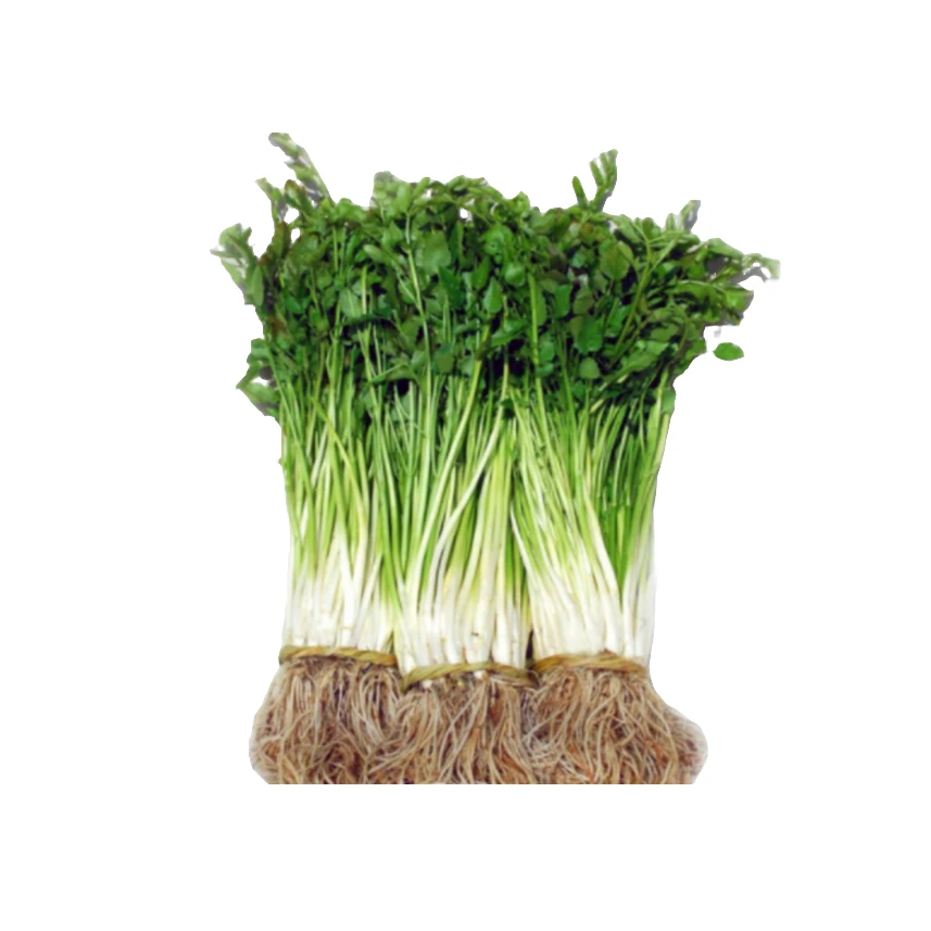 蔬菜 新鲜 水芹500g