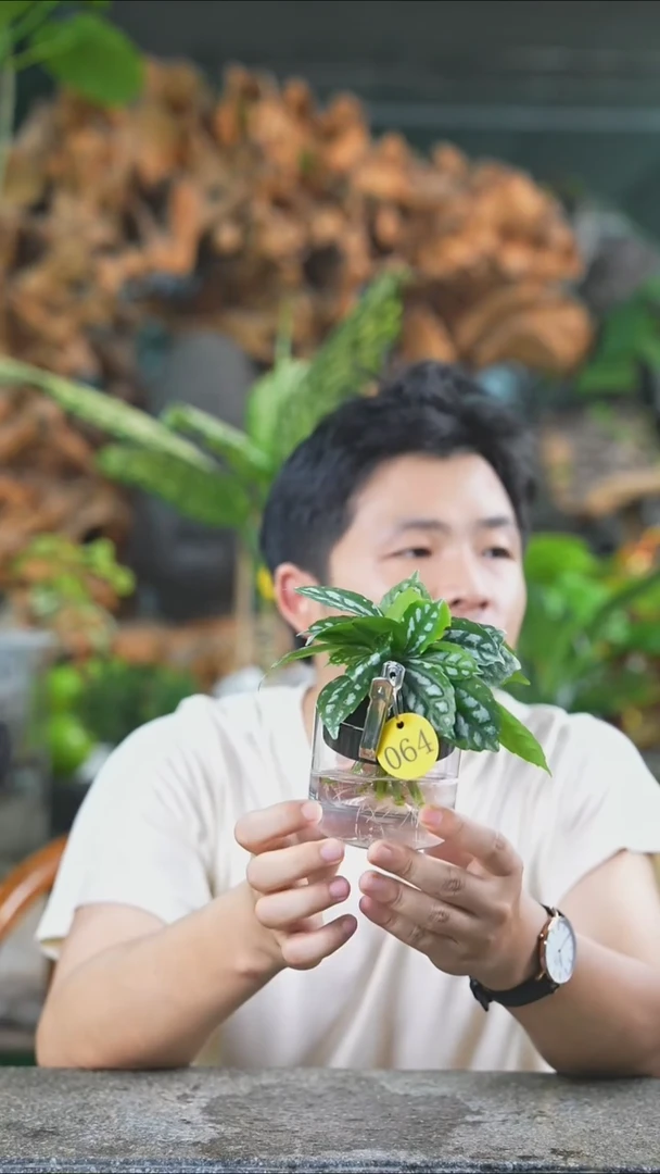 完全开放冰水花064T