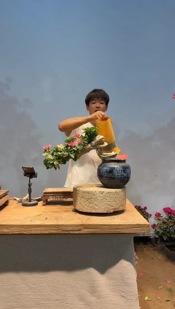 无花朵三角梅专场一物一拍38