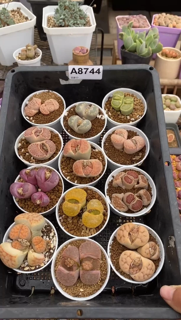 【闪购商品】8744直播一物一拍