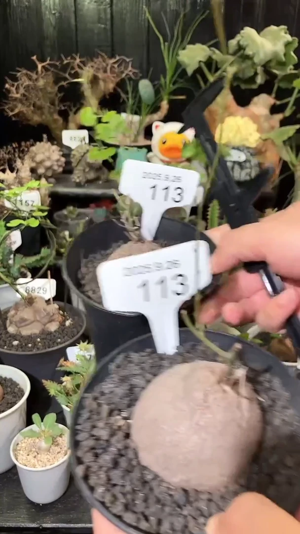 113号926福利南非龟甲龙买1个送1个