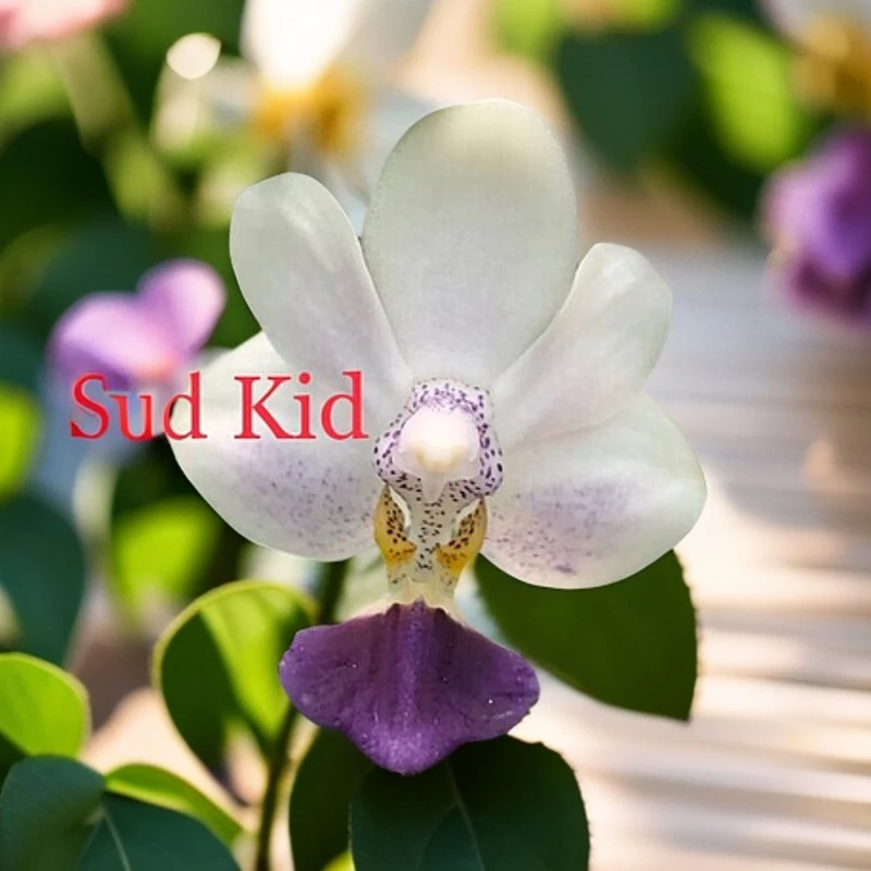 原生种M303 苏式快乐蓝（分生苗）2.5寸 苗苗