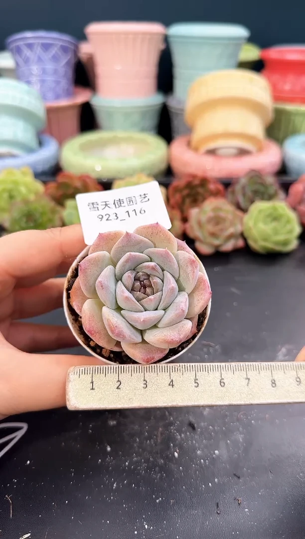 923-116青山（冠幅5cm）