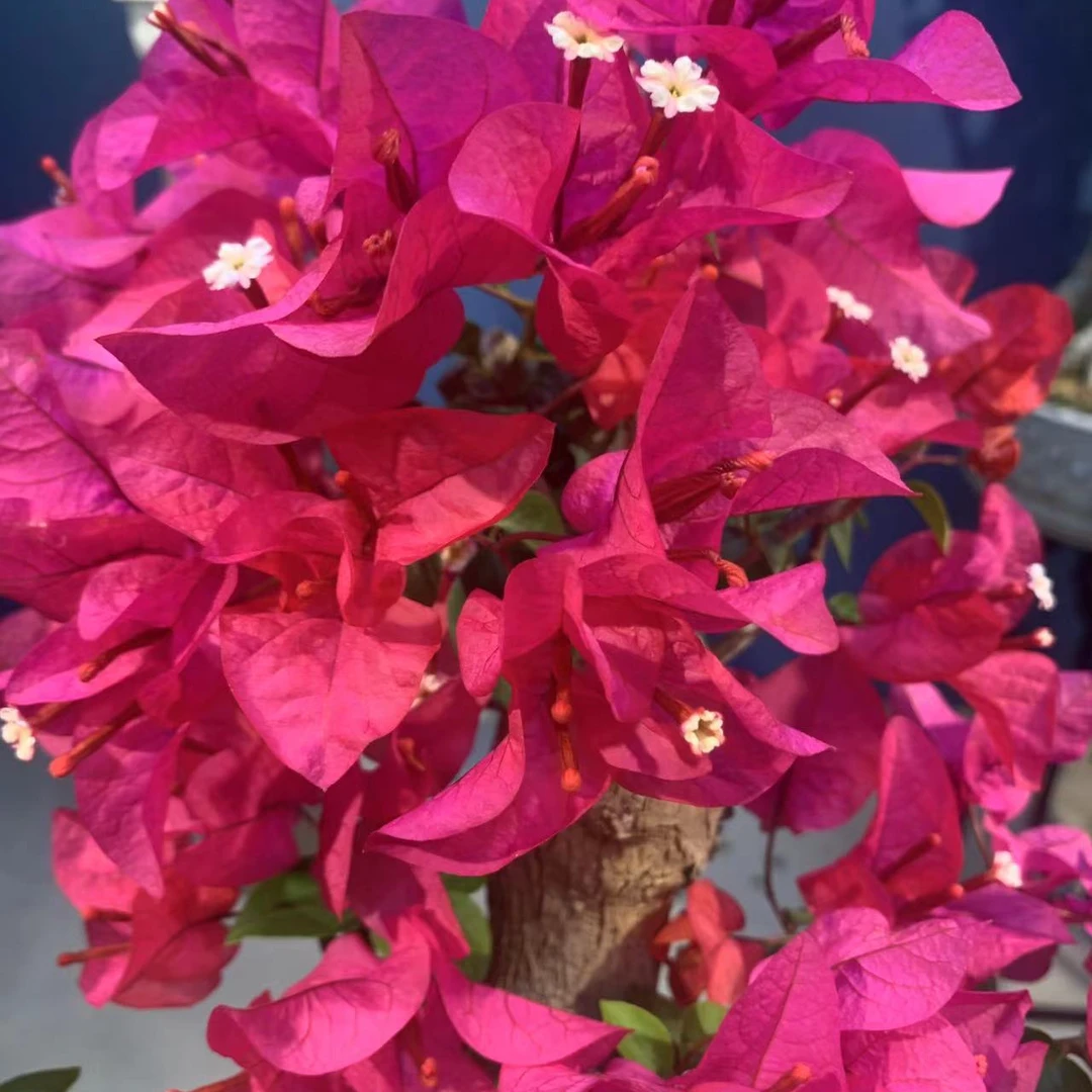 三角梅精品盆景一物一拍（全国包邮1）