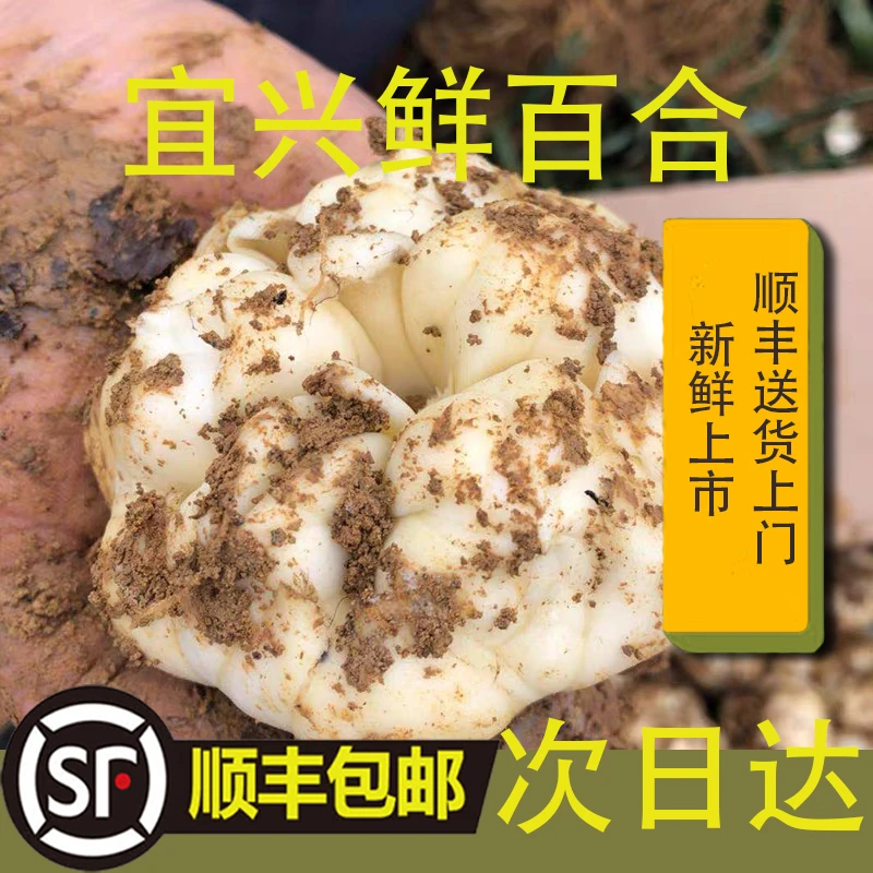 （微苦鲜百合蔬菜）2025宜兴鲜百合现挖宜兴农家百合自产自销顺丰包邮卷丹百合