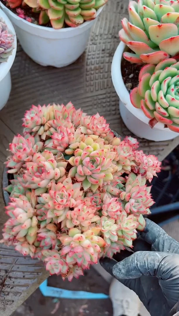 【闪购商品】04162