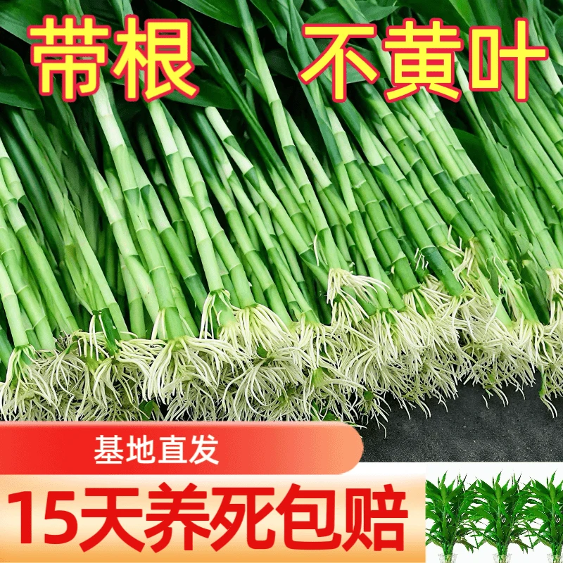 【带根富贵竹】水培富贵竹水养竹客厅室内绿萝招财树盆栽绿植花好养