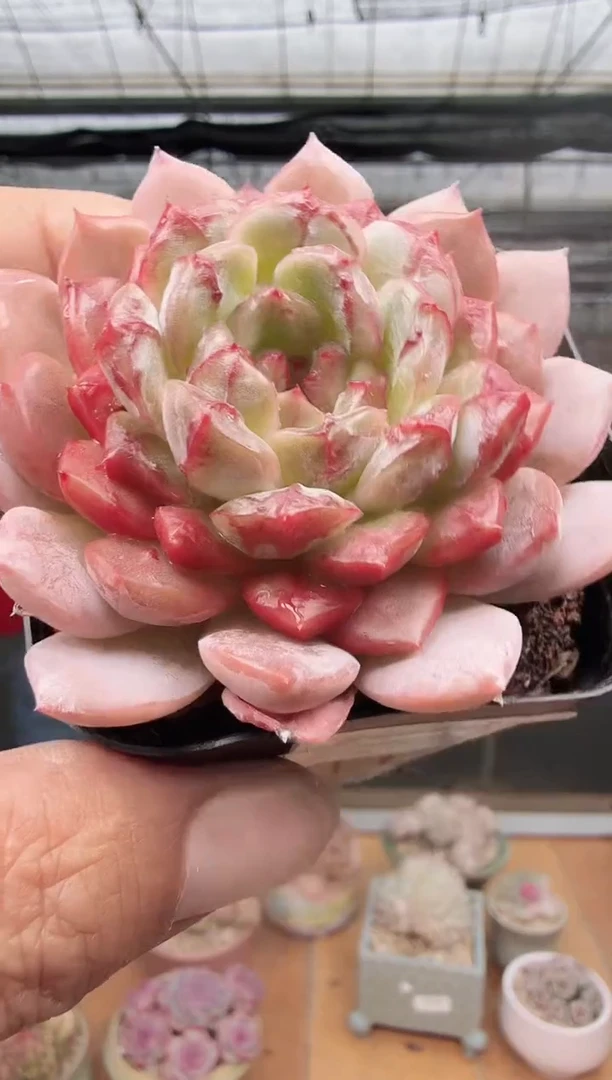 东云多肉园新款-179