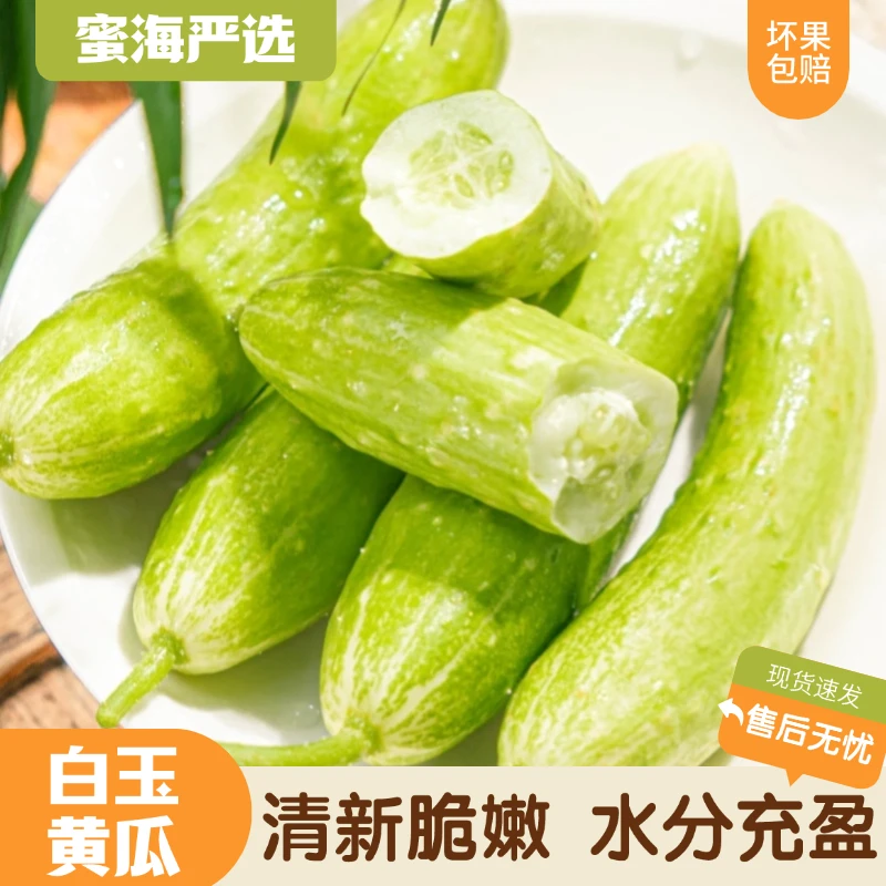【蜜海严选】山东白玉黄瓜4斤清新脆嫩水分充盈