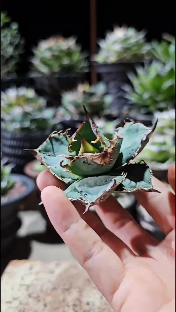 尤猪 顶芽 基因保证非组培 (直播特价/下播结束)