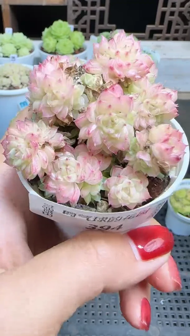 1105-394麦秆群不包整