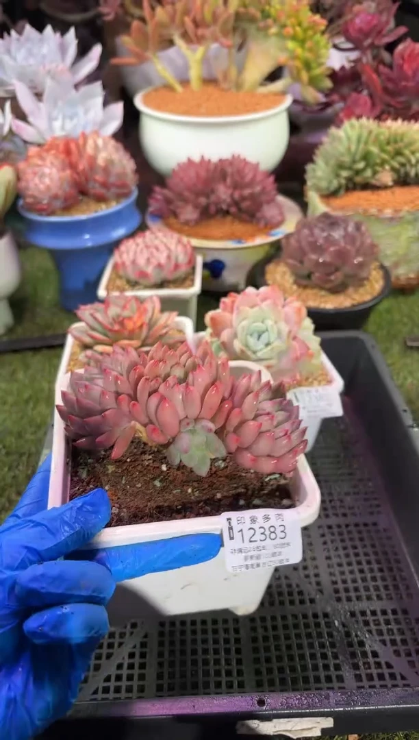 【闪购商品】12383