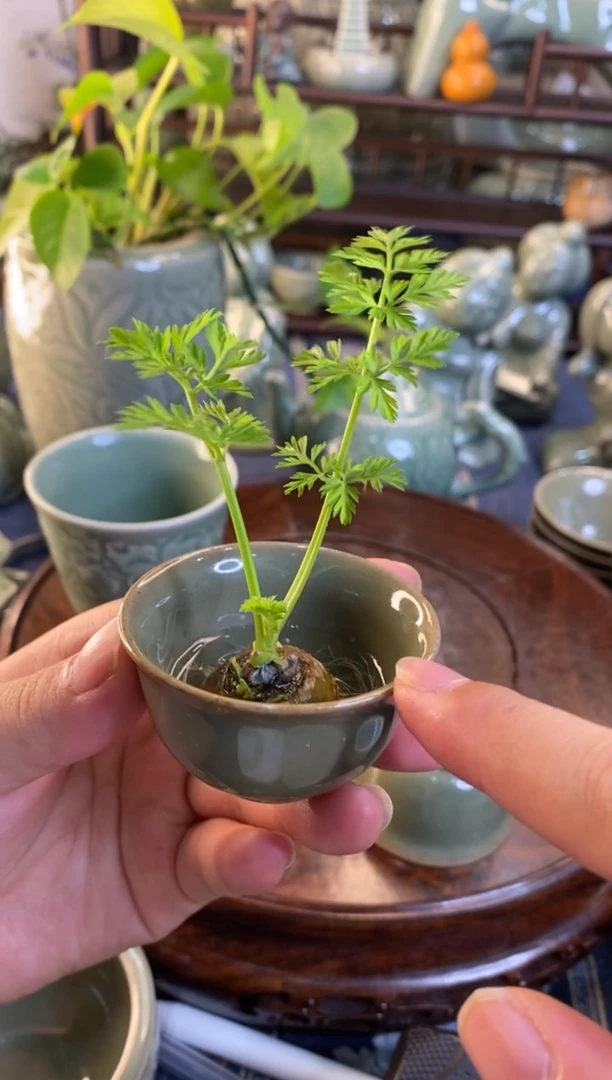 耀州窑瑕疵处理黑泥素面小茶杯 【4只】