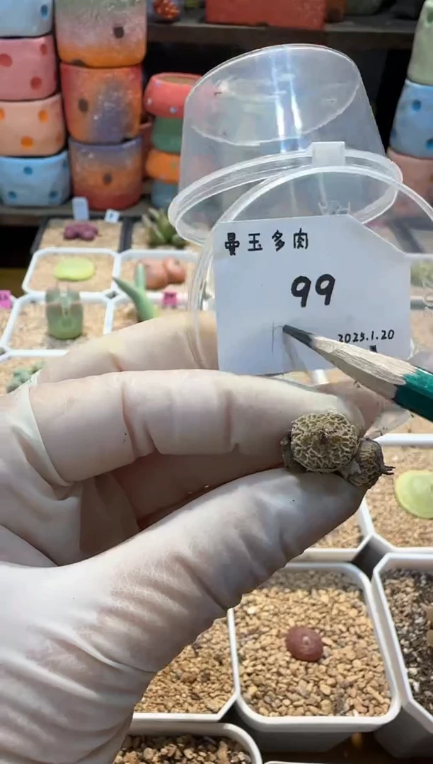 【闪购商品】25.1.20-99小薯条