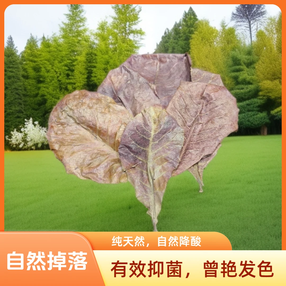 精选榄仁叶斗鱼专用水质ph调节剂榄仁叶可调节鱼缸酸碱度PH调节剂