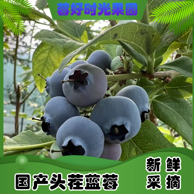 【超大巨无霸】25-20mm 花香蓝莓 现摘现发 100g/盒 12盒 顺丰