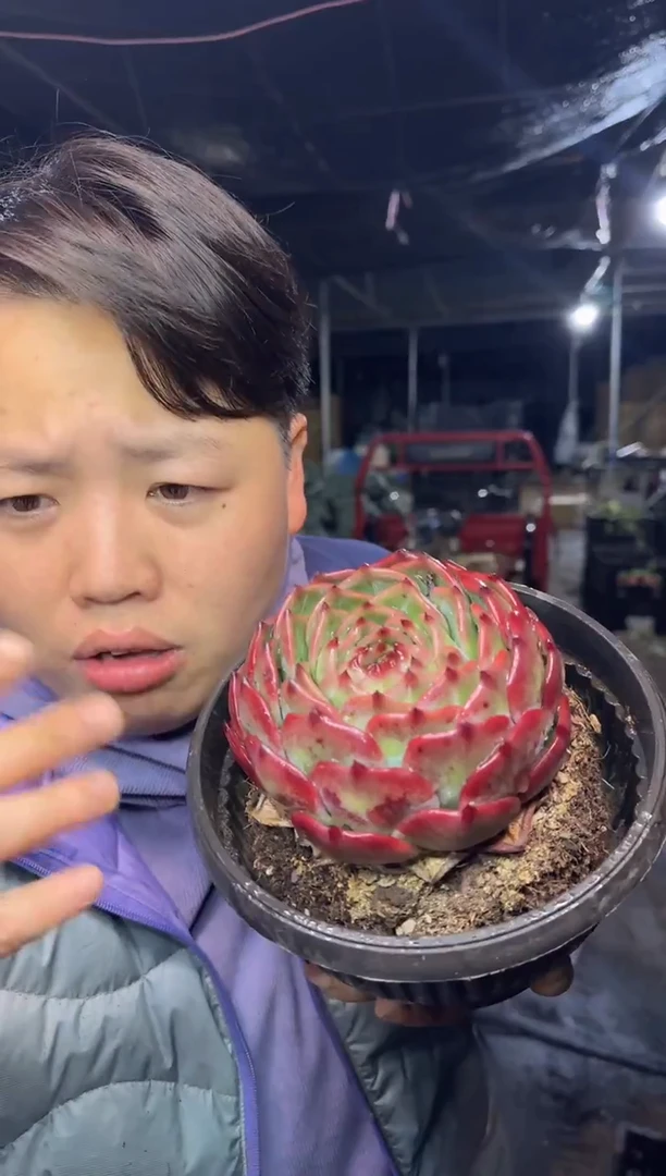 单头起白龙10CM9.99