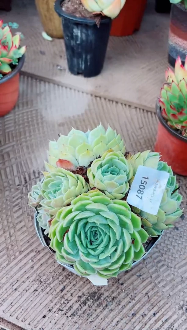 ?**?15087多肉植物一物一拍