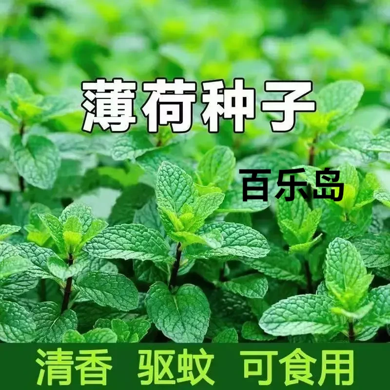 食用薄荷种子柠檬薄荷种子驱蚊花草植物种子四季阳台盆栽薄荷种籽