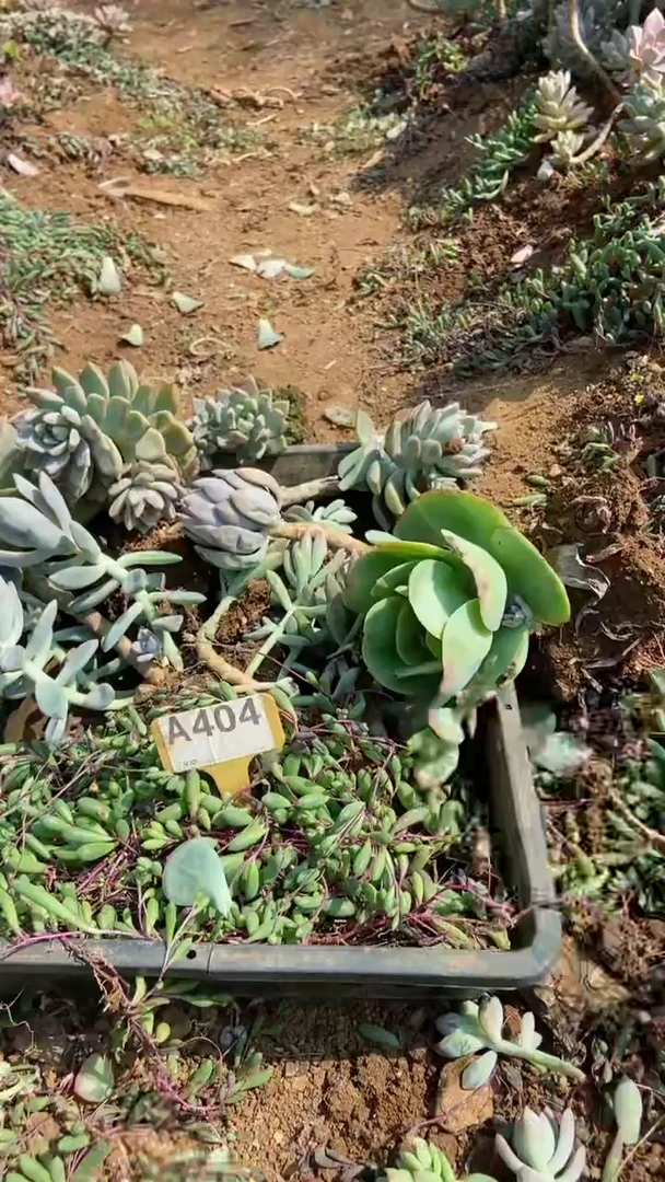 A404闪购清风花木兰多肉组合脱土发货