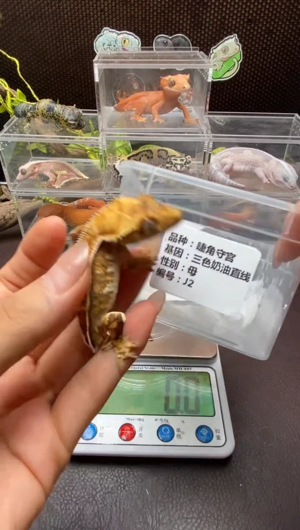 睫角守宫鳞与尾 Scale Tail 爬宠J2