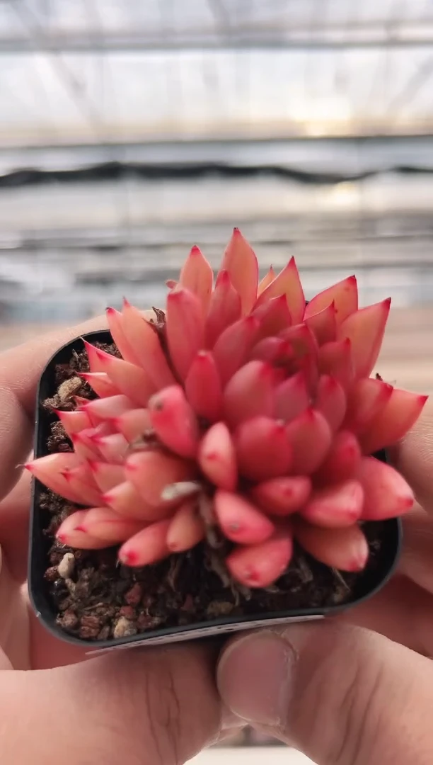 【闪购商品】火凤凰-19