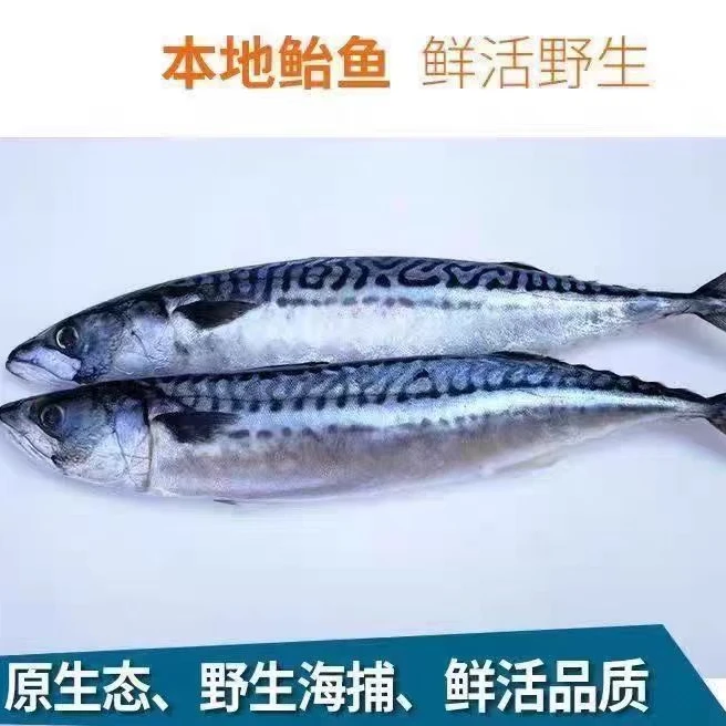 去头去尾去脏鲐鲅鱼段4斤装 冷冻发货 顺丰包邮