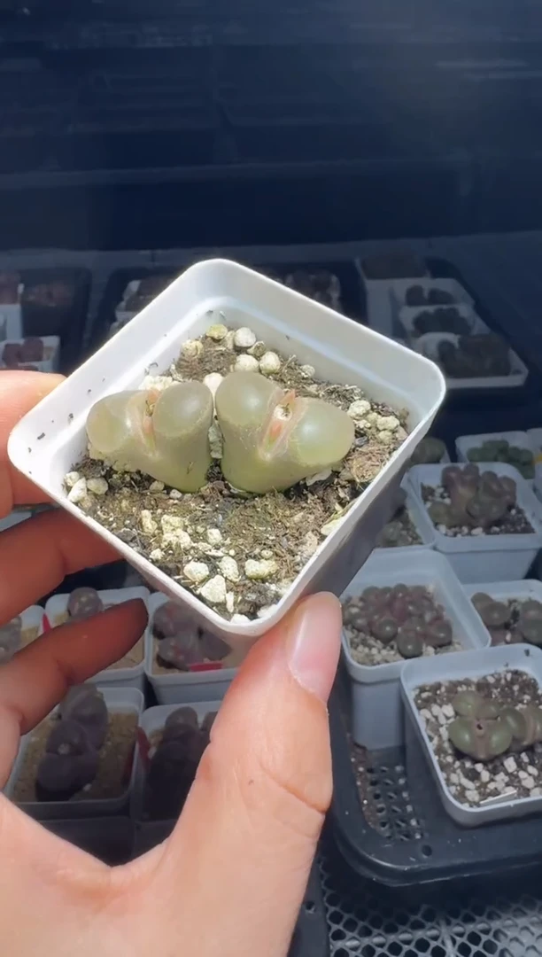 小*哥27-42多肉植物肉锥