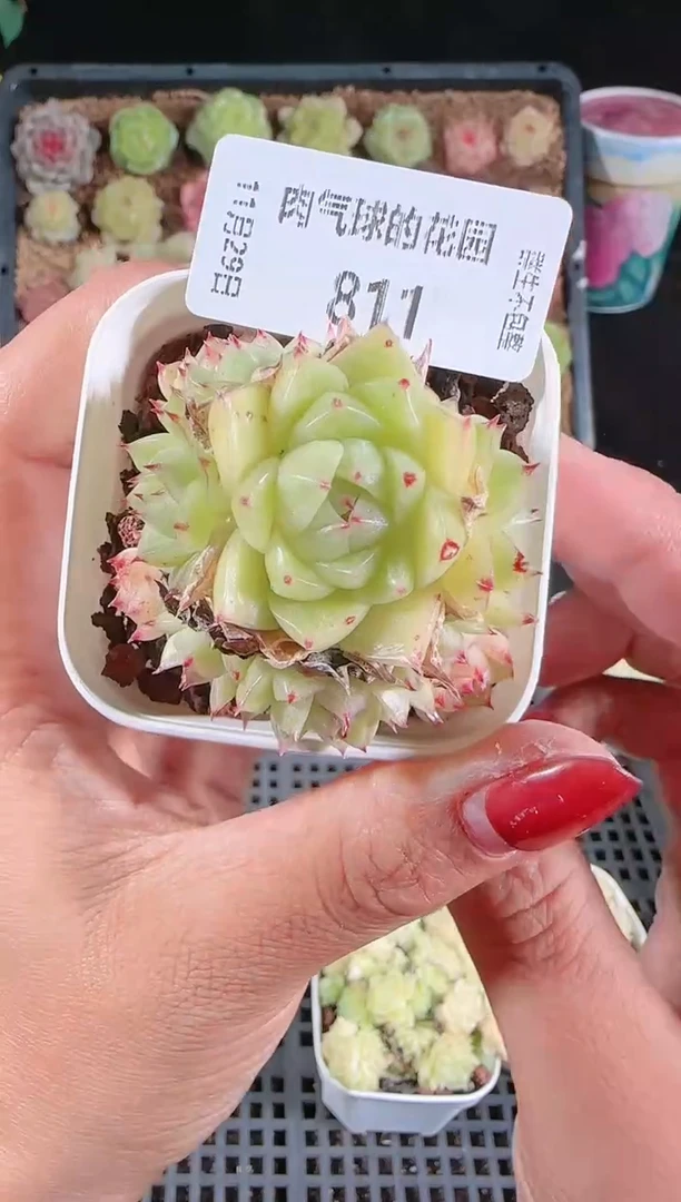 多肉1129-811（群生不包整）