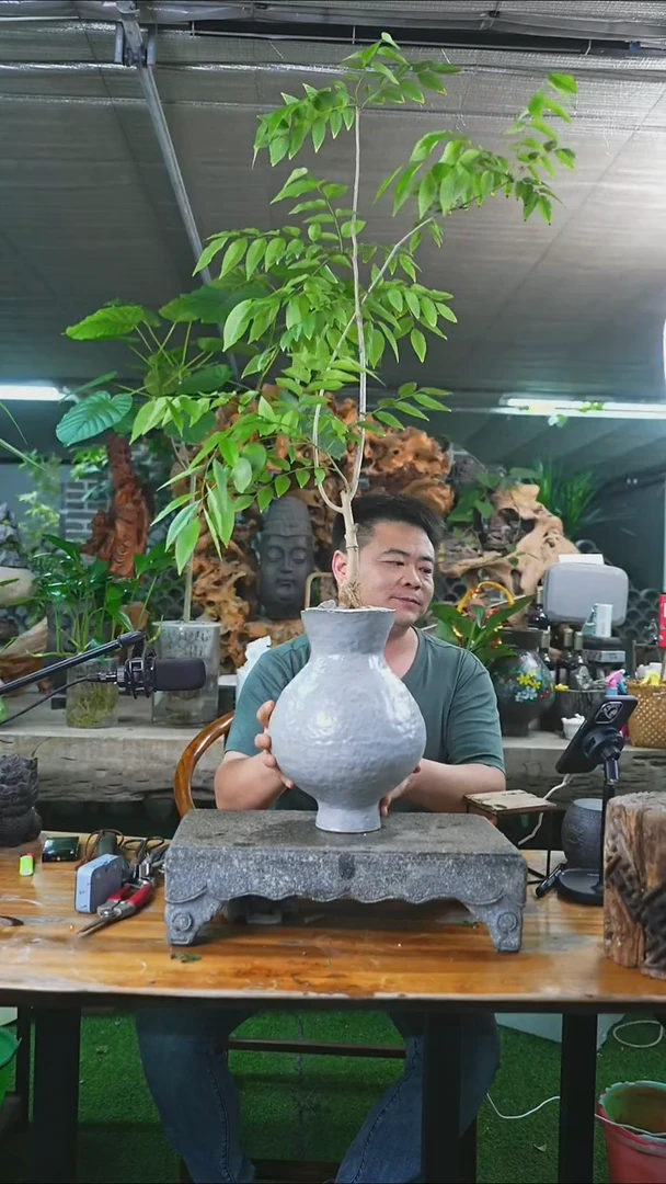 完全开放黄花梨224+