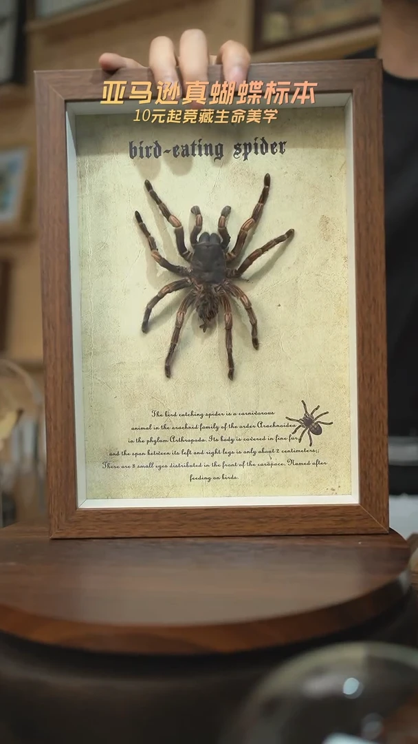 有机玻璃捕鸟蛛标本