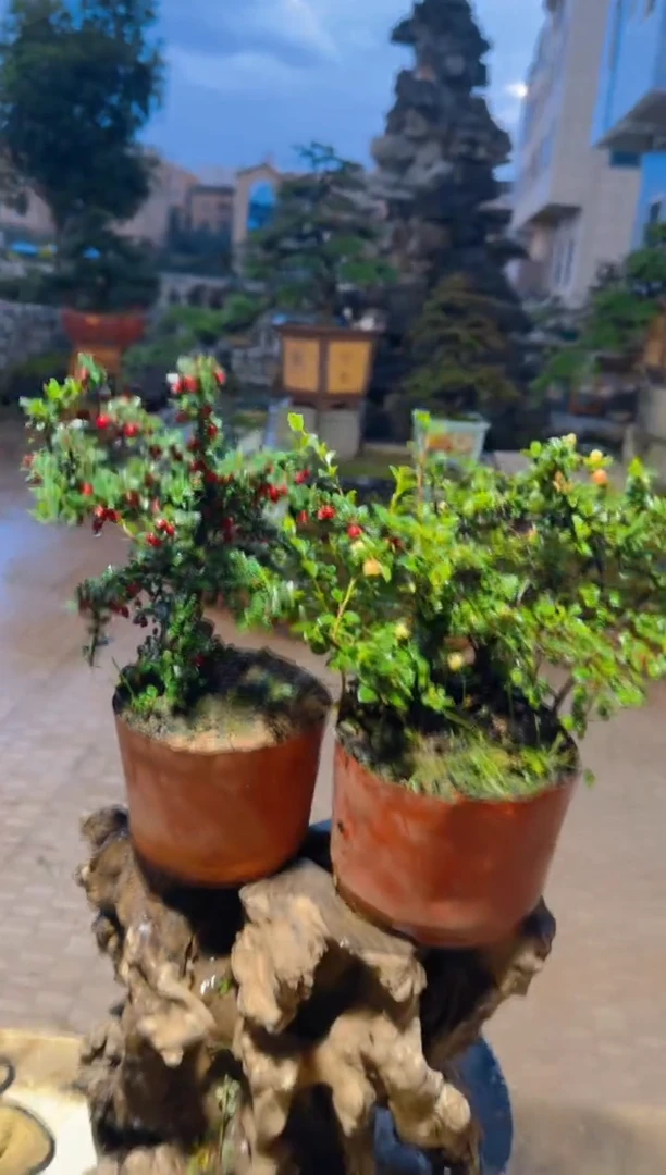 无花朵如意大果 金玉满堂  加小桃花 到手两颗  随机发货