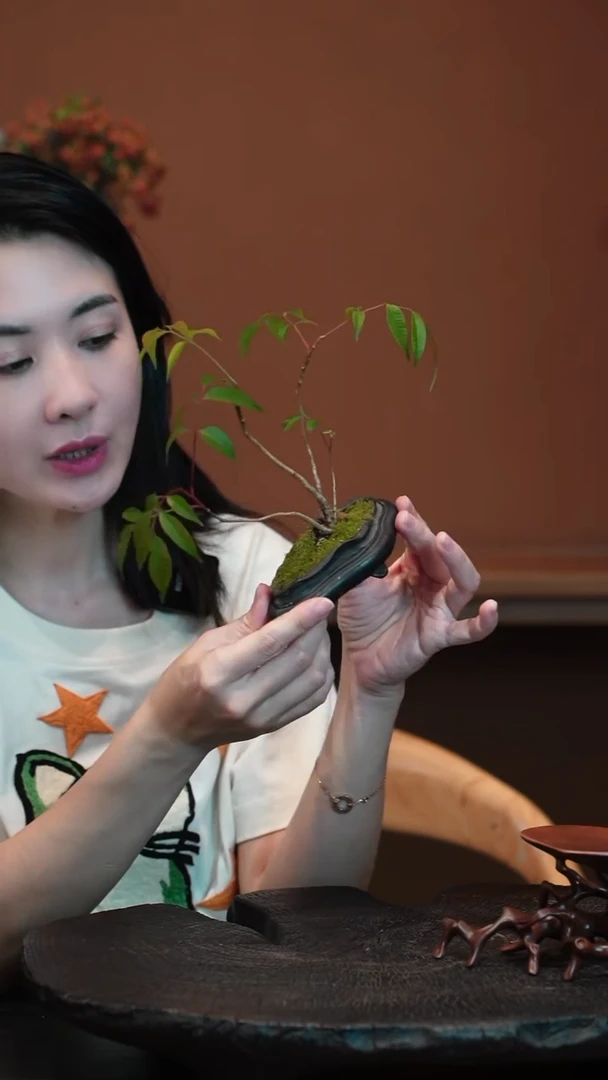 无花朵小槭树盆景盆景盆景