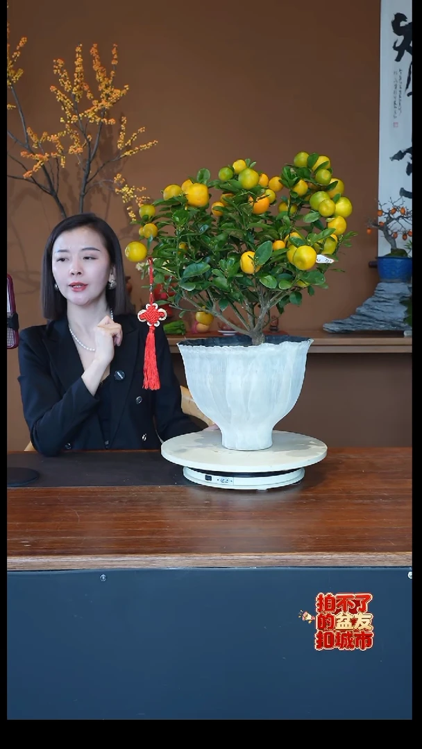 全部花朵金蛋金桔盆景盆景
