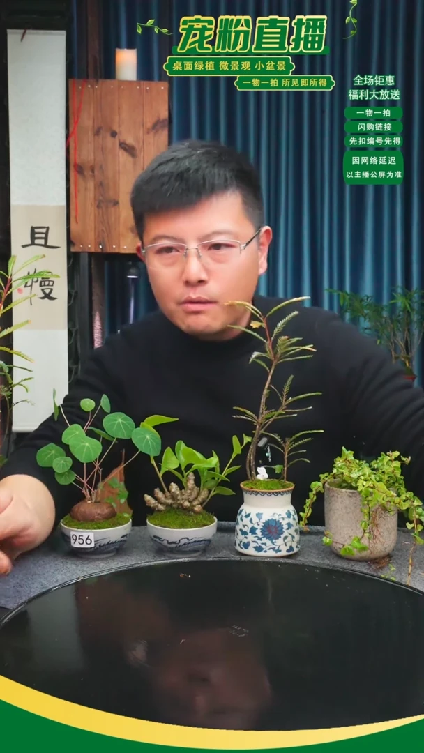 无花朵空**雨苔藓微景观956号