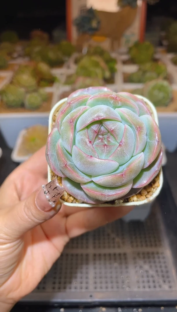 【闪购商品】288珍妮