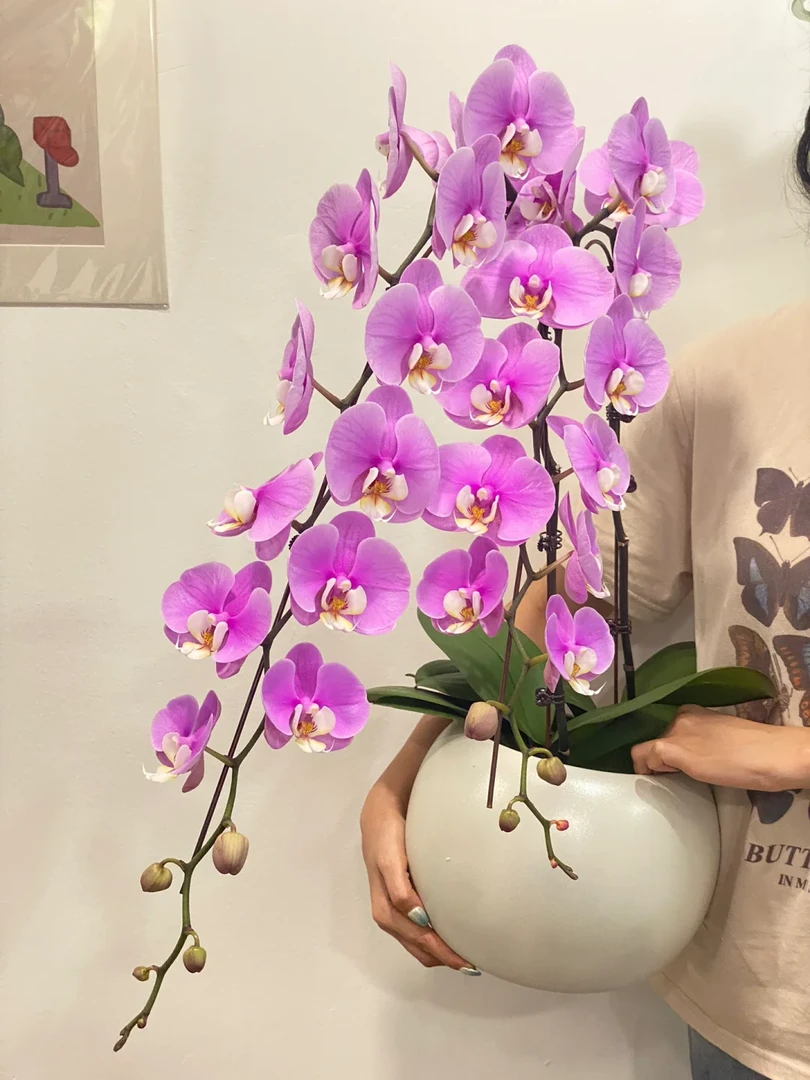 万景花卉蝴蝶兰【安娜】3.5寸杯成熟苗 无花无花剑