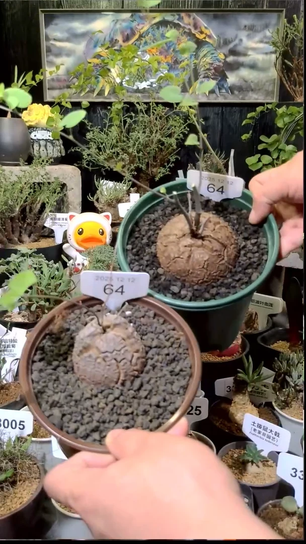 64号1212福利南非龟甲龙买一送一