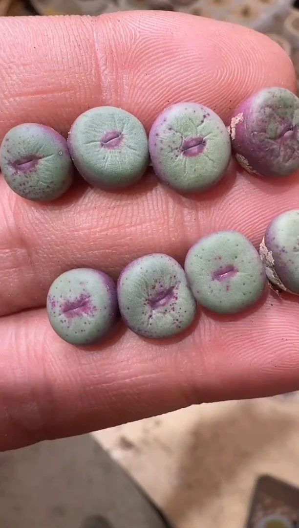 14多肉植物肉锥红嘴一颗