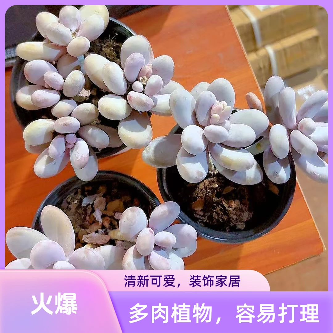 小奶酪（满2单包邮）清欢园艺多肉植物室内绿植桌面花卉盆栽