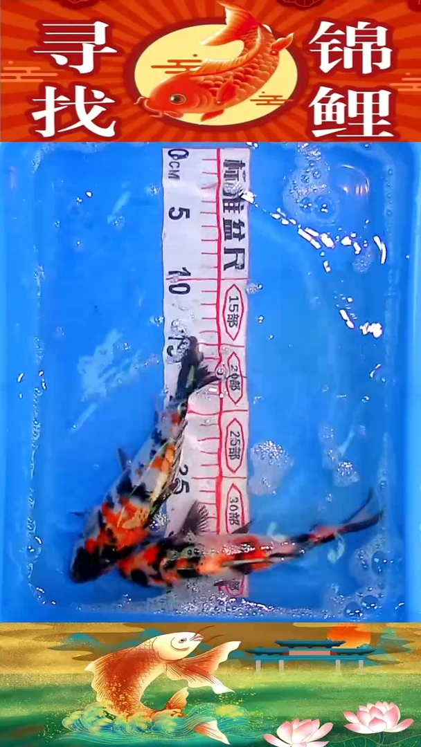 海水鱼精品冷水黄金鱼纯种观赏锦鲤鱼好养耐活21