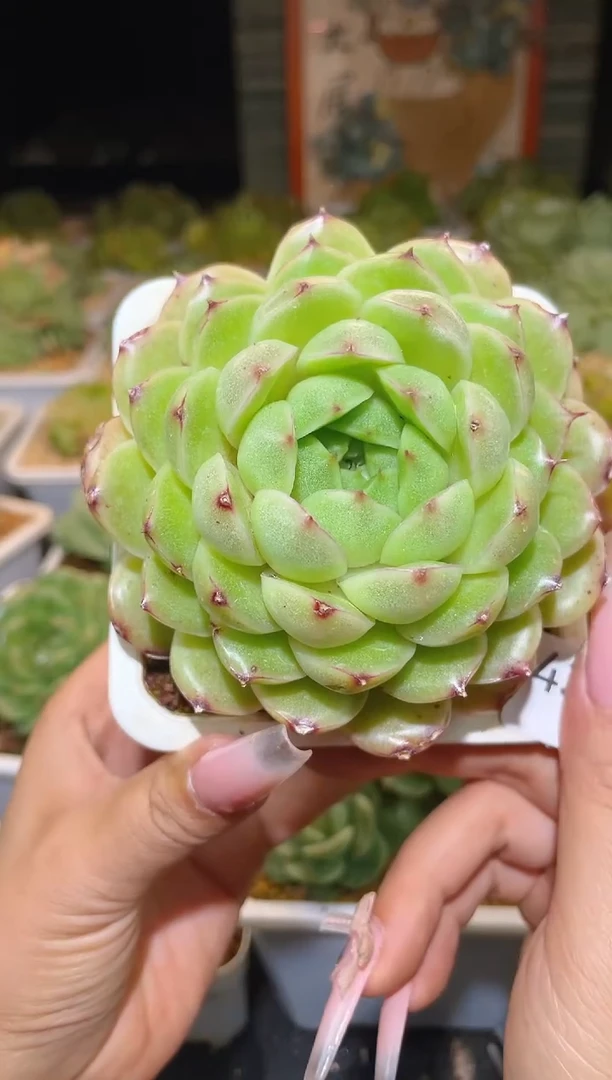 437大包子晾根一物一拍