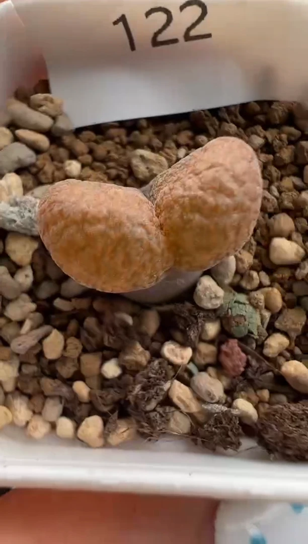 122.。。。。。。。。。。。。。。。。